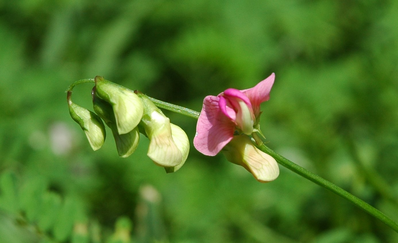 Lathyrus palustris? no, sylvestris.